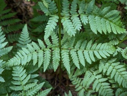 Papraď ostenkatá - Dryopteris carthusiana