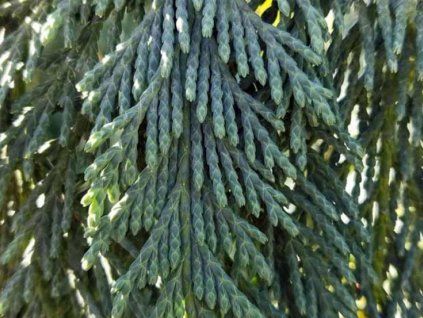 glauca pendula 2
