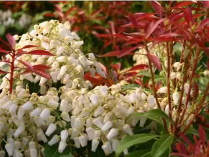 Pieris 'Red Mill'