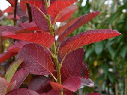 Muchovník kanadský 'October Flame'