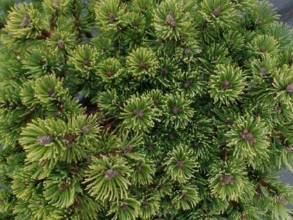 edsal