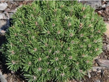 Borovica pyrenejská 'SS 5'