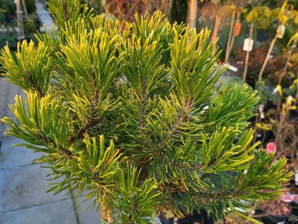 Borovica pyrenejská 'Orange Sebastian'