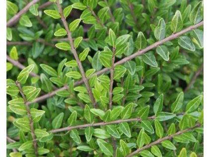 Zemolez kloboukatý 'Moss Green'