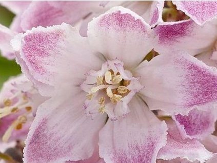 Trojpuk 'Raspberry Sundae'