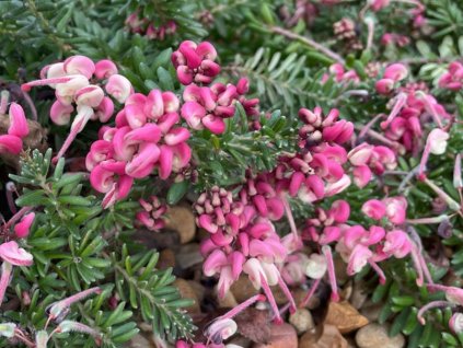 Grevillea 'Red Salento'