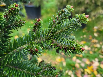 Jedľa  biela 'Pyramidalis'