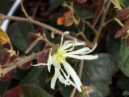 Loropetalum čínské 'Ruby Snow'