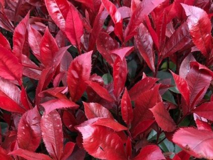 Červienka Fraserova 'Carré Rouge'