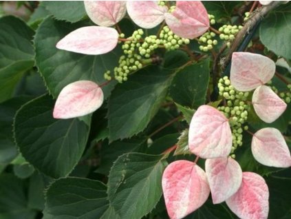 Klanostěnka hortenziová 'Roseum'