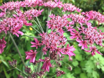 Boľševník borščový 'Pink Cloud' - Heracleum sphondylium 'Pink Cloud'