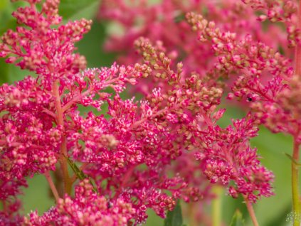Astilba Arendsova 'Astary Rose' - Astilbe arendsii 'Astary Rose'