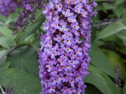 Budleja dávidova 'Dreaming Purple'
