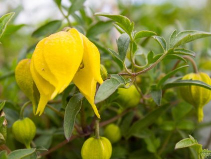 Plamienok 'Little Lemons'