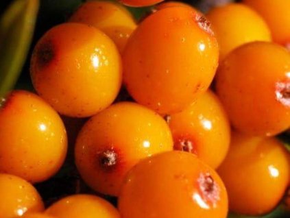 Rakytník rešetliakový 'Trofimovská'