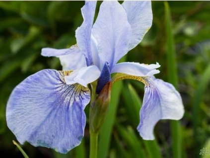 Kosatec sibírsky 'Perry's Blue' - Iris sibirica 'Perry's Blue'