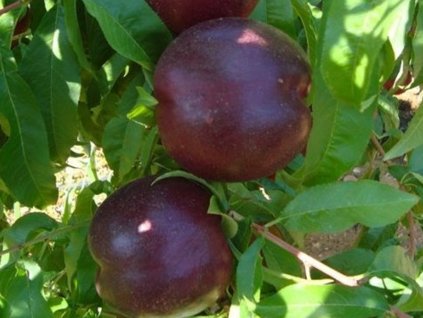 Nektarinka 'Orlando'