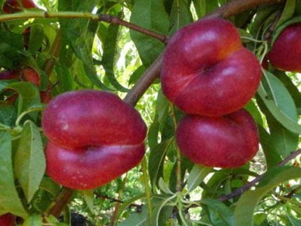 Nektarinka 'Caramela'