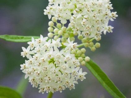 Glejovka incarnata 'Ice Ballet' - Asclepias incarnata 'Ice Ballet'
