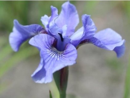 Kosatec sibírsky 'Blue Moon' - Iris sibirica 'Blue Moon'
