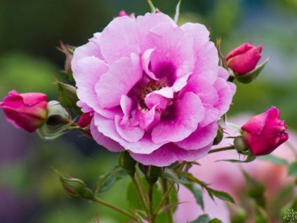Ruža Orienta® 'Djamila'