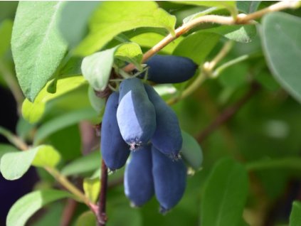 Zemolez kamčatský  'Blue bird'