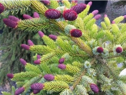 Smrek dvojfarebný 'Howell's Dwarf'