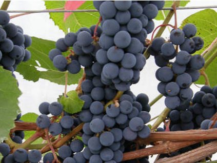 Vinič 'Hasansky Sladky (syn. Baltica)'