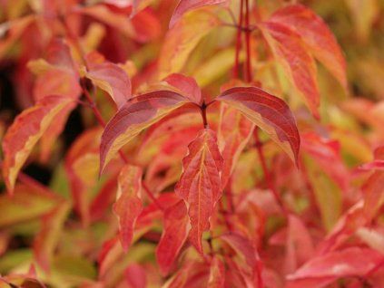 winter orange 2