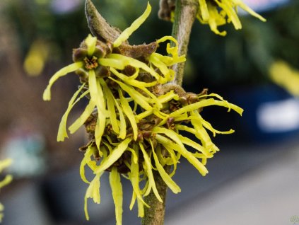 Hamamelis Westerstede