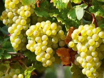 Vinič stolový 'Perleta'