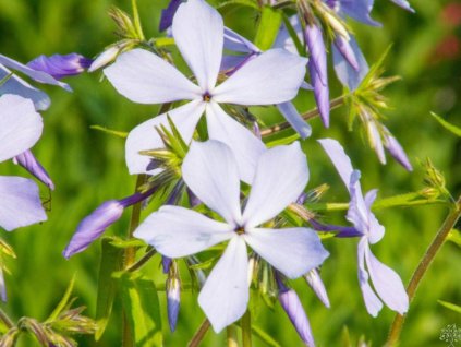 Flox rozložitý 'Clouds of Perfume' - Phlox divaricata 'Clouds of Perfume'