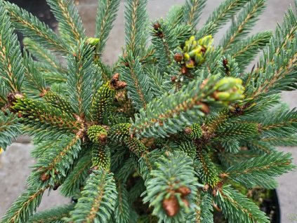 Smrek likiangský var. balfouriana 'Mittenwald H.B.'