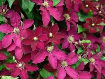 Plamienok 'Ernest Markham'