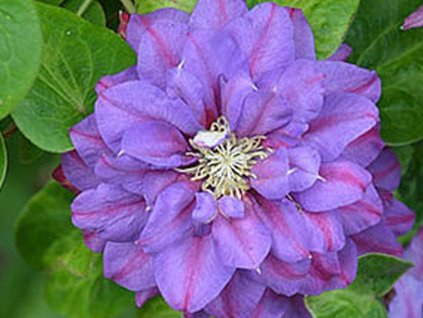 Plamienok 'Królowa Bona'