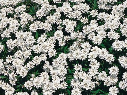 Iberka vždyzelená 'Fischbeck' - Iberis sempervirens 'Fischbeck'
