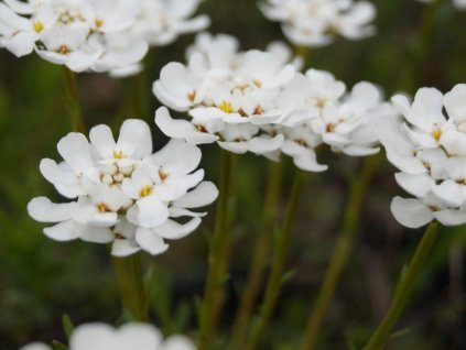 Iberka vždyzelená 'Fischbeck' - Iberis sempervirens 'Fischbeck'