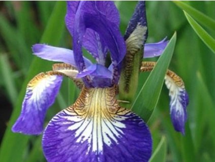 Kosatec sibírsky 'Flight of Butterflies' - Iris sibirica 'Flight of Butterflies'