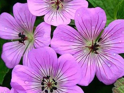 bloom time