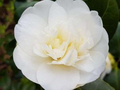 nobilis