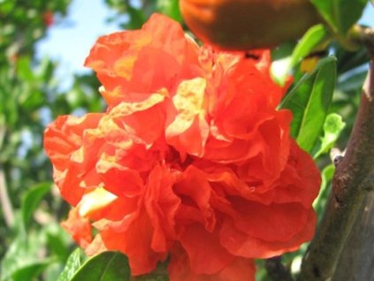 Granátové jablko 'Maxima Rubra'