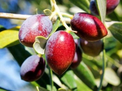 Olivovník evropský 'Koroneiki'