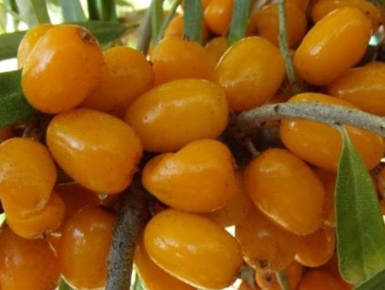 Rakytník rešetliakový 'Ljubimaja'