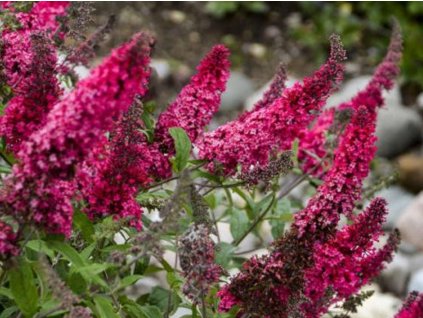 Budleja dávidova 'Prince Charming'