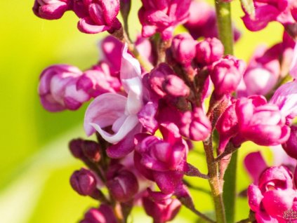 Orgován obyčajný 'Prince Wolkonsky'