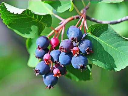 Muchovník  jelšolistý GREATBERRY FRUITY 'Kojuaagr'