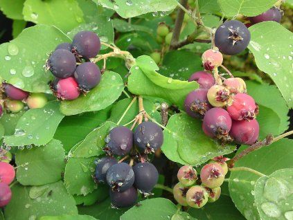 fruti