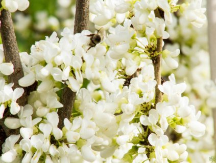 Judášovec čínsky 'Shirobana'