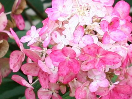 Hortenzia metlinatá 'Fire Light'