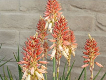Aloe 'Safari Sunrise'